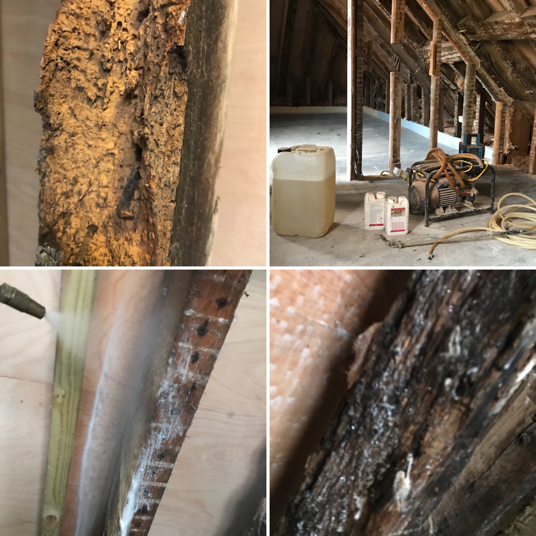 Woodworm Treatment